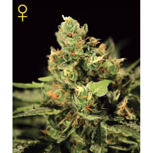 Auto Big Bang fem. Green House