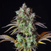 Auto Big Bud fem. FastBuds Seeds