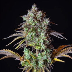 Auto Big Bud fem. FastBuds Seeds