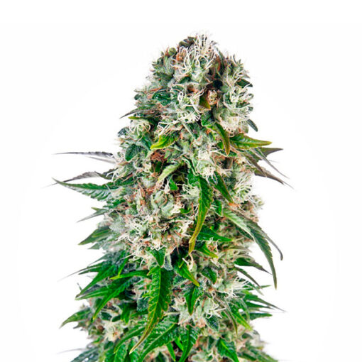 Auto Big Bud fem. Sensi Seeds