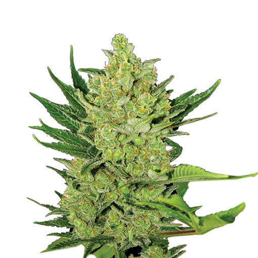 Auto Big Bud fem. Nirvana
