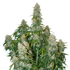 Auto Big Bud fem. Seedstockers
