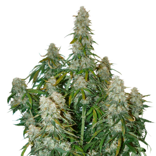 Auto Big Bud fem. Seedstockers