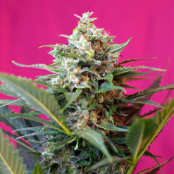 Auto Big Devil XL fem. Sweet Seeds