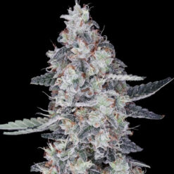 Auto Big Mac fem. DNA Genetics