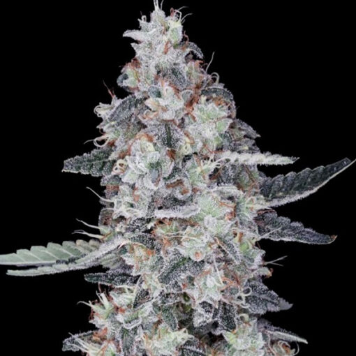 Auto Big Mac fem. DNA Genetics