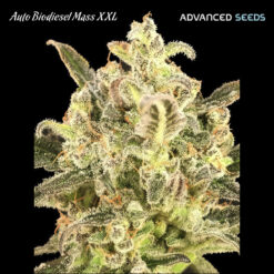 Auto Biodiesel Mass XXL fem. Advanced Seeds