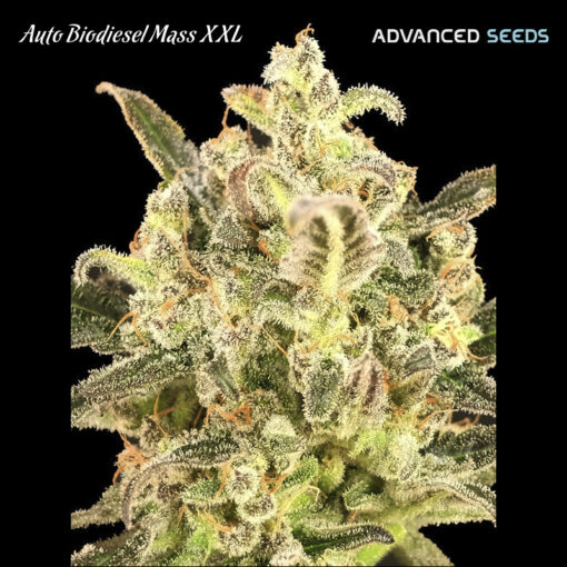 Auto Biodiesel Mass XXL fem. Advanced Seeds