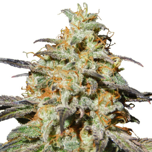 Auto Biscotti fem. Original Sensible