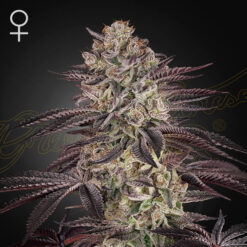 Auto Biscotti  5 u. fem. Green House