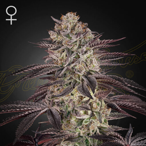 Auto Biscotti  5 u. fem. Green House