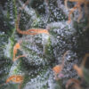 Auto Black Cherry Punch 5 u. fem. Pyramid Seeds