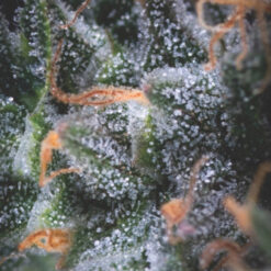 Auto Black Cherry Punch 5 u. fem. Pyramid Seeds