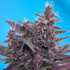 Auto Black Cream fem. Sweet Seeds