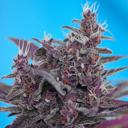 Auto Black Cream fem. Sweet Seeds