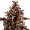 Auto Black Orchid fem. Original Sensible