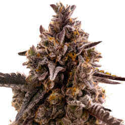 Auto Black Orchid fem. Original Sensible