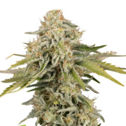 Auto Black Rainbow fem. Seedstockers