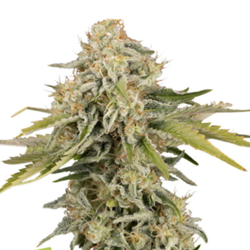 Auto Black Rainbow fem. Seedstockers