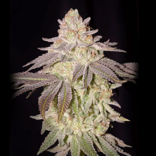 Auto Black Toffee fem. Green House