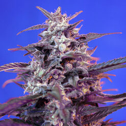 Auto Bloody Skunk fem. Sweet Seeds