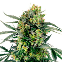 Auto Blue Berry Skittlez fem. Sensi Seed Research