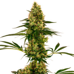 Auto Blue Bullet fem. Sensi Seeds