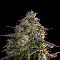Auto Blue Cheese. Expert Seeds