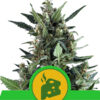Auto Blue Cheese fem. Royal Queen