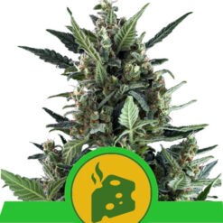 Auto Blue Cheese fem. Royal Queen