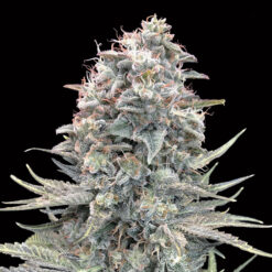 Auto Blue Dream fem. 00 Seeds