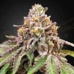 Auto Blue Haze x Auto Gelato 41 fem. Green House