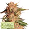 Auto Blue Moby fem. Seedstockers Superior