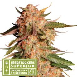 Auto Blue Moby fem. Seedstockers Superior