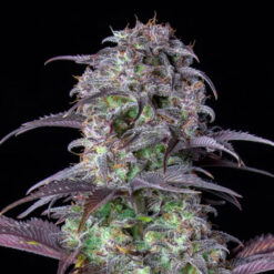 Auto Blueberry fem. FastBuds Seeds