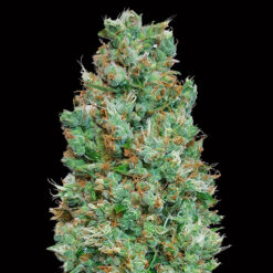 Auto Blueberry fem. 00 Seeds