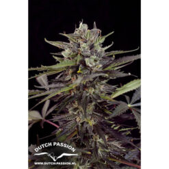 Auto Blueberry fem. Dutch Passion