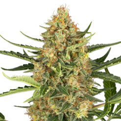 Auto Blueberry Bubblegum fem. Sensi Seed Research