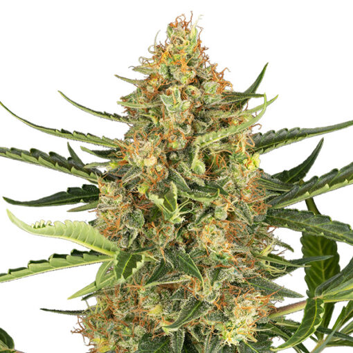 Auto Blueberry Bubblegum fem. Sensi Seed Research