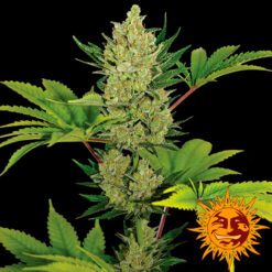 Auto Blueberry Cheese fem. Barney´s