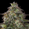 Auto Blueberry Cheesecake fem. Female Seeds