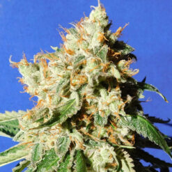 Auto Blueberry Cookies fem. Original Sensible