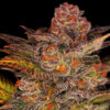 Auto Blueberry Glue. Expert Seeds