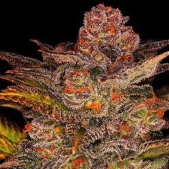 Auto Blueberry Glue. Expert Seeds