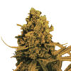 Auto Blueberry Kush fem. Nirvana