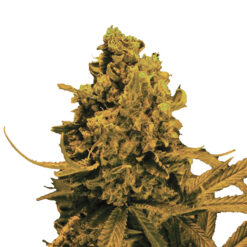 Auto Blueberry Kush fem. Nirvana