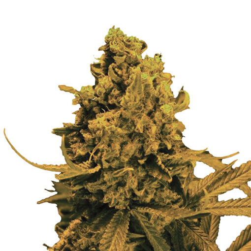 Auto Blueberry Kush fem. Nirvana