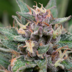 Auto Bluehell fem. Medical Seeds