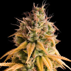 Auto Bonkers  3 u. fem Empire Seeds