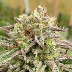 Auto Brake-up Cake fem. Kannabia Seeds